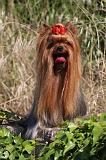 YORKSHIRE TERRIER 483